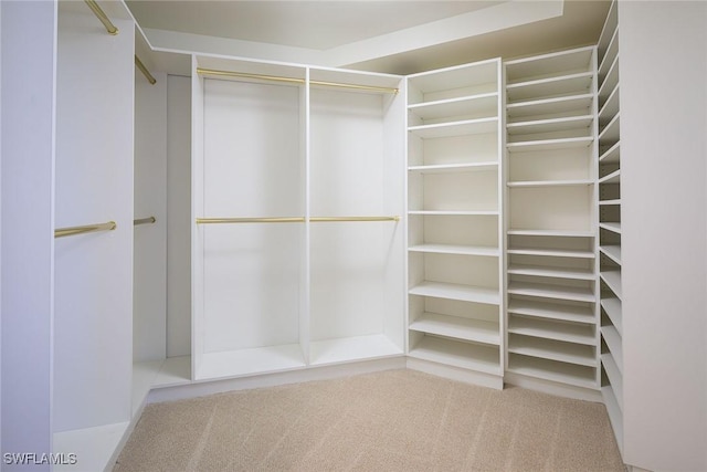 spacious closet featuring carpet flooring