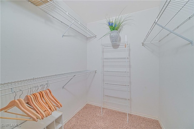 spacious closet with carpet floors