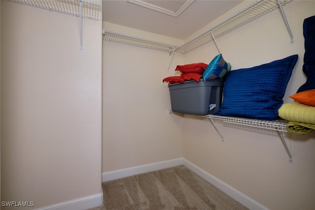 walk in closet with carpet flooring