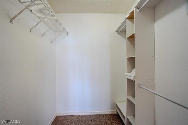 spacious closet featuring carpet flooring