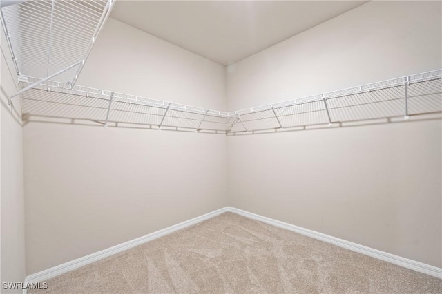 walk in closet with carpet flooring