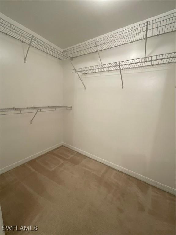 spacious closet featuring carpet