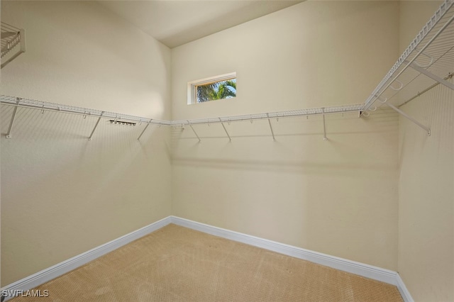 walk in closet featuring carpet floors