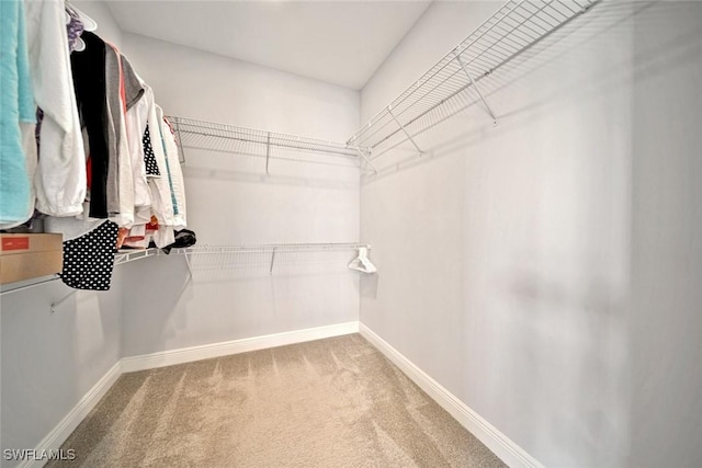 walk in closet with carpet floors