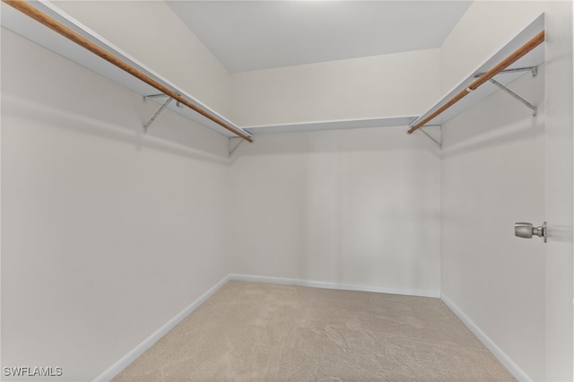 spacious closet featuring carpet