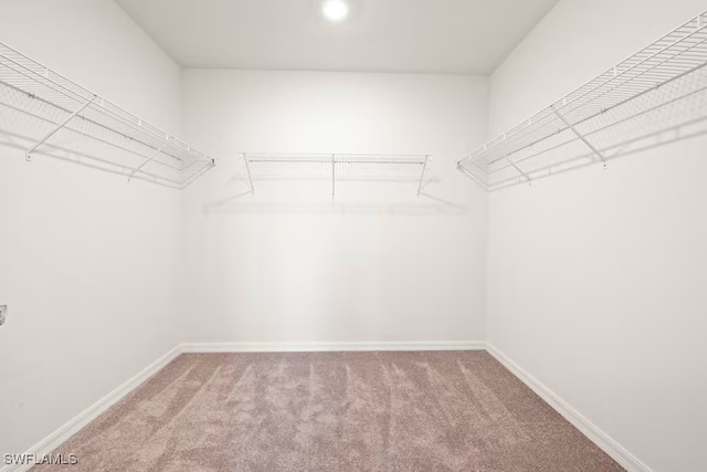 walk in closet featuring carpet flooring