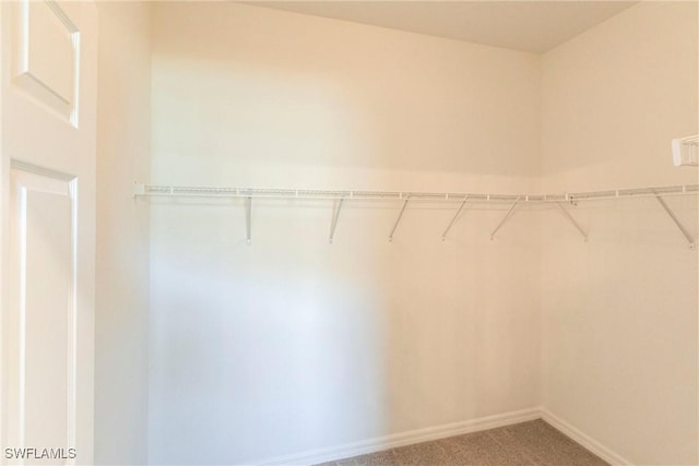 spacious closet featuring carpet flooring