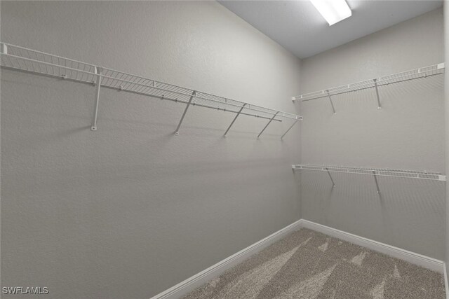 walk in closet featuring carpet flooring