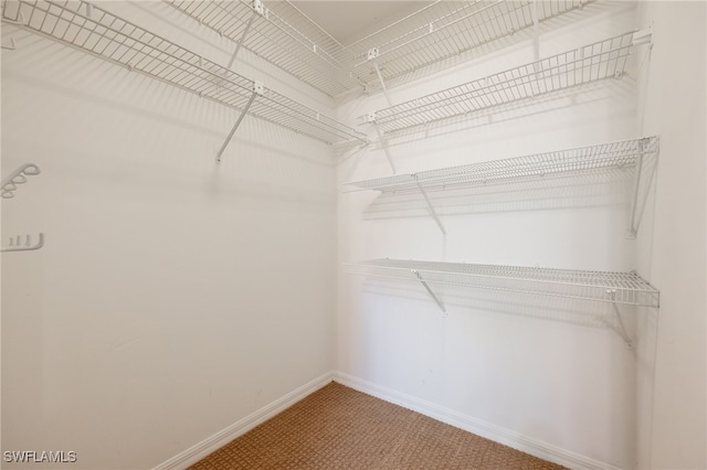 spacious closet featuring carpet