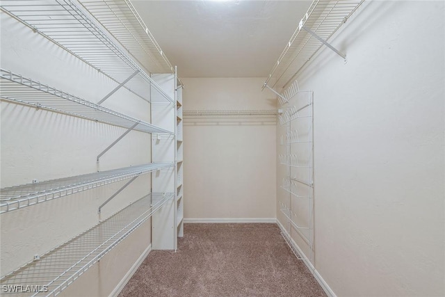 spacious closet featuring carpet