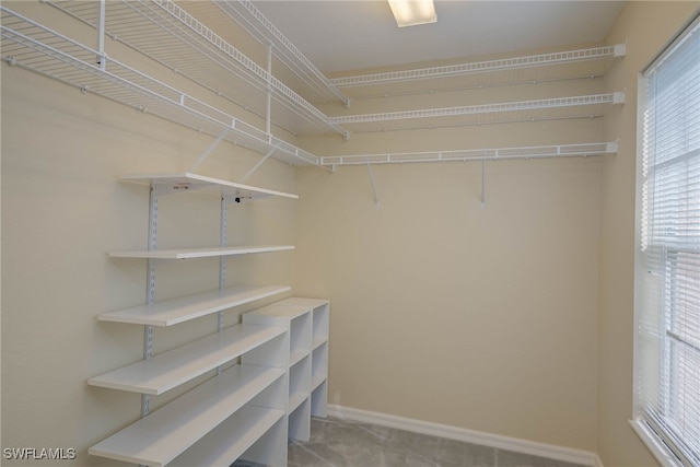 spacious closet featuring carpet flooring