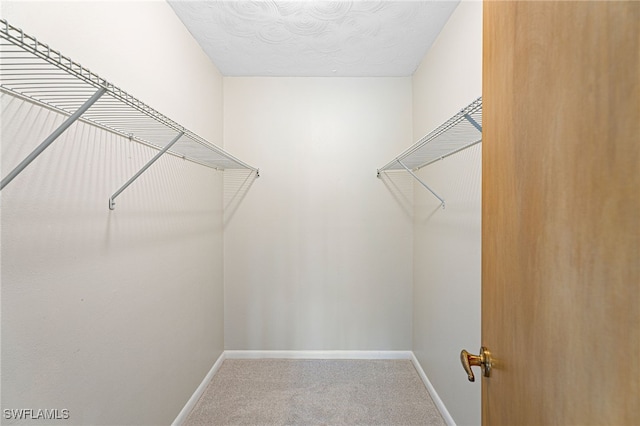 spacious closet featuring carpet floors