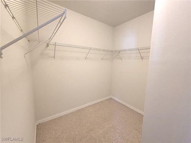 spacious closet featuring carpet flooring