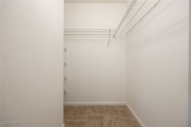 walk in closet with carpet floors