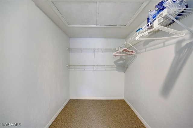 spacious closet featuring carpet