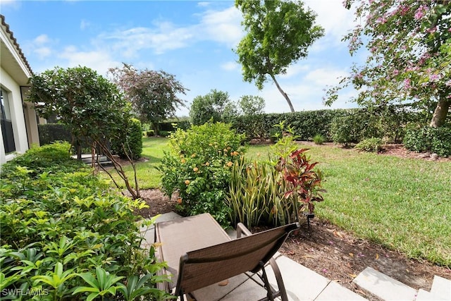 view of yard featuring a patio