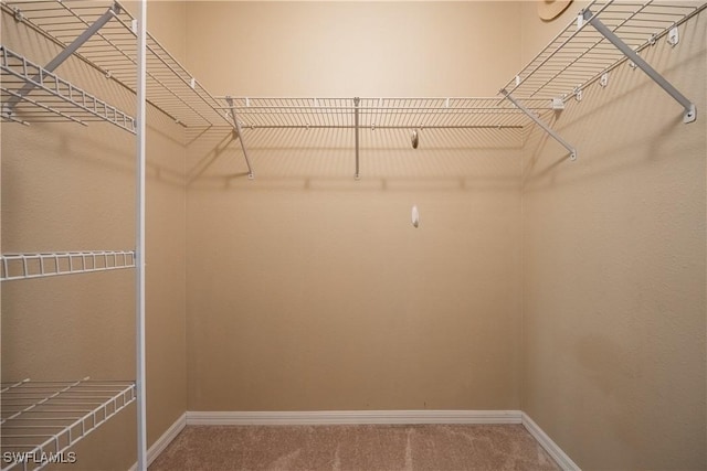 walk in closet with carpet flooring