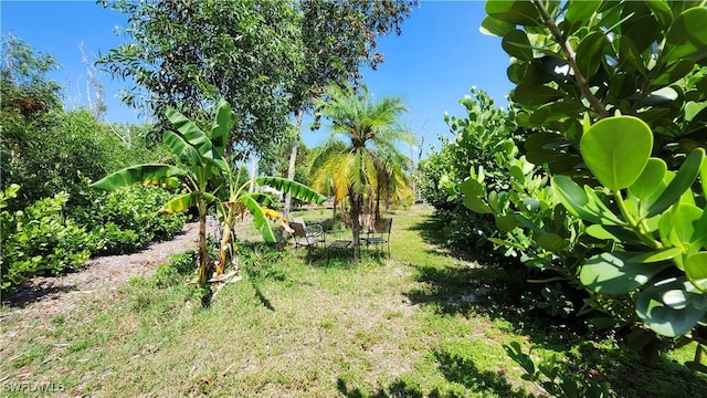 10800 Habitat Cir, Bokeelia, FL 33922 - view of yard