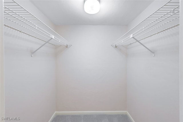 spacious closet featuring carpet floors