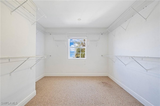 spacious closet featuring carpet flooring