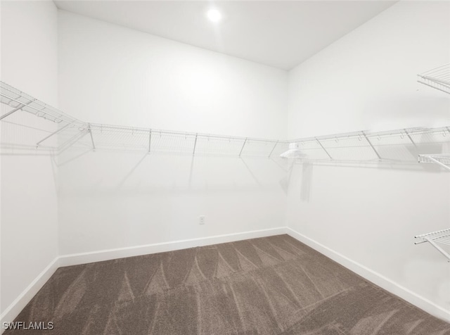 spacious closet featuring carpet floors