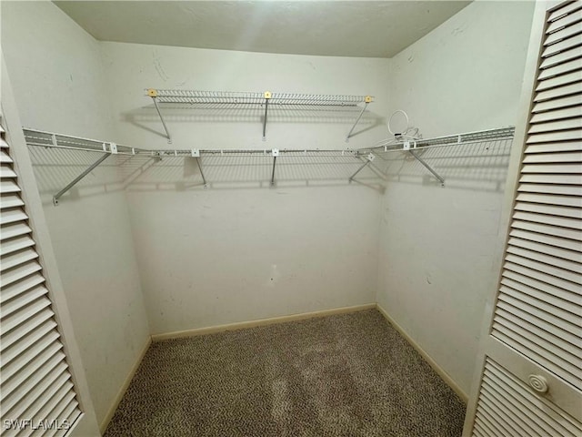 spacious closet featuring carpet floors