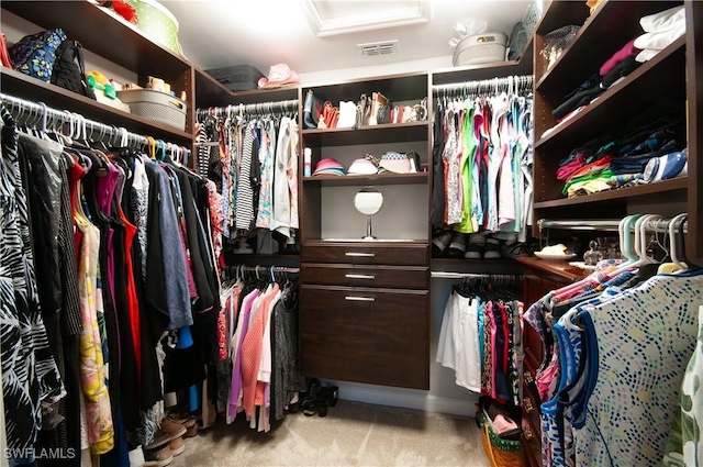 walk in closet with visible vents, carpet, and attic access