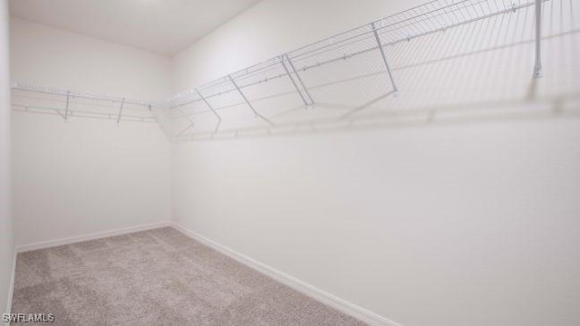 spacious closet featuring carpet