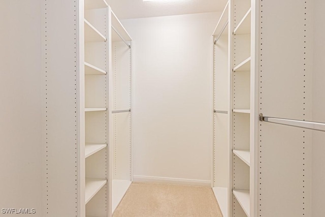 spacious closet featuring carpet flooring