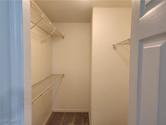 walk in closet with carpet flooring