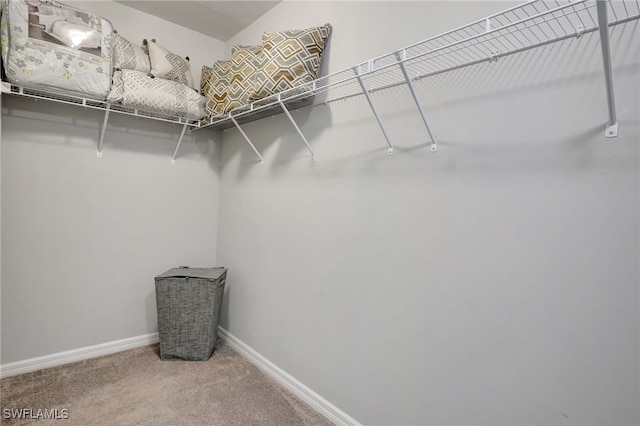 spacious closet featuring carpet floors