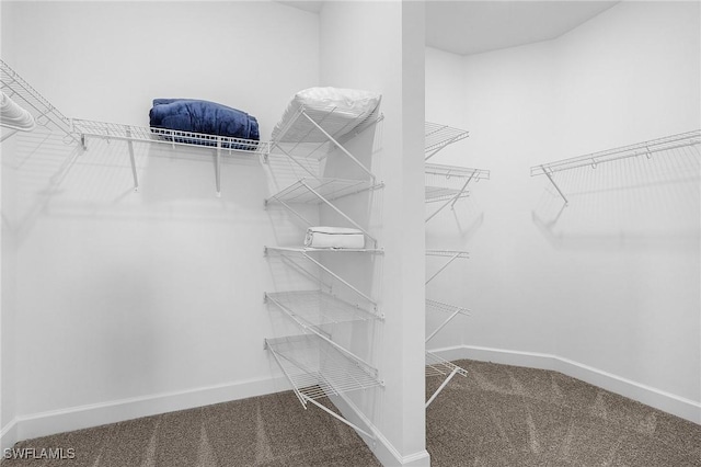 spacious closet featuring carpet