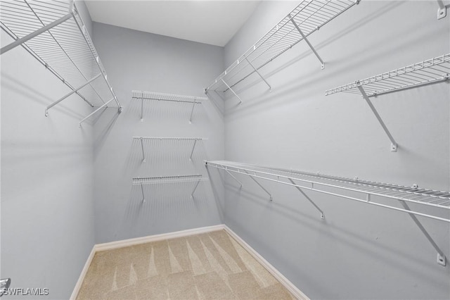 walk in closet featuring carpet