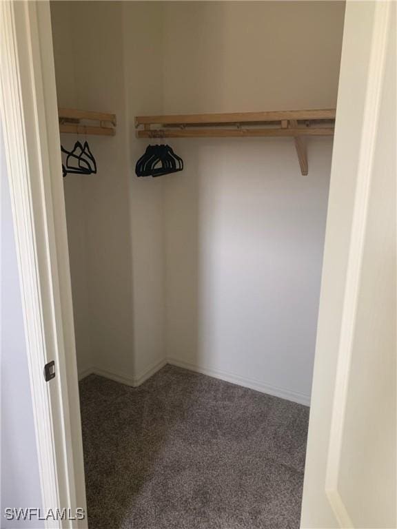 walk in closet featuring carpet flooring