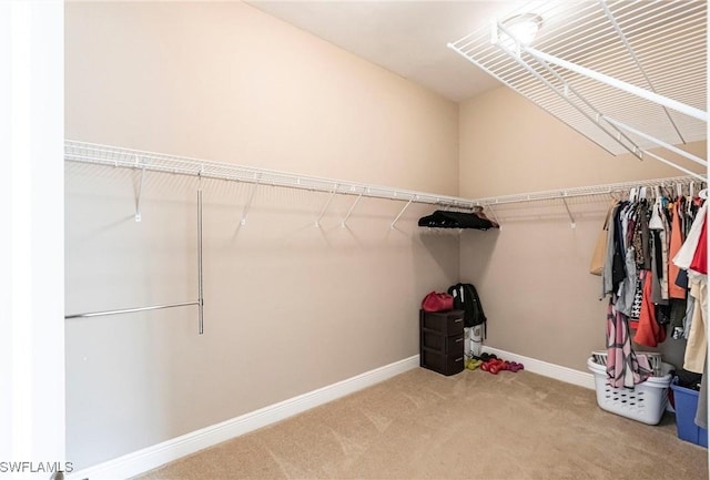 spacious closet featuring carpet flooring