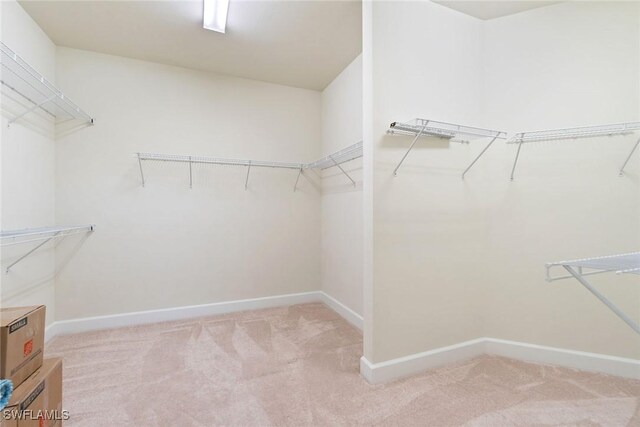 walk in closet featuring carpet flooring
