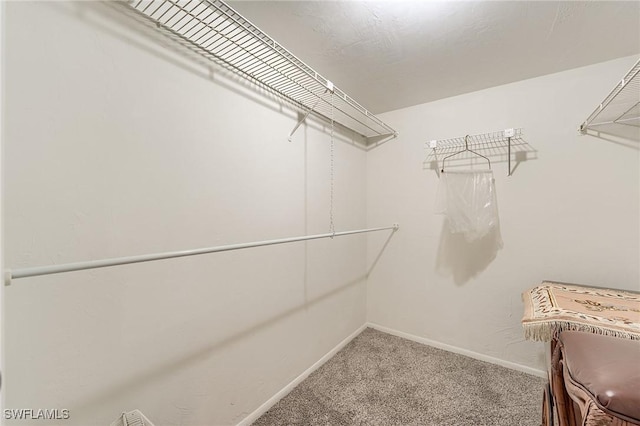 spacious closet featuring carpet floors
