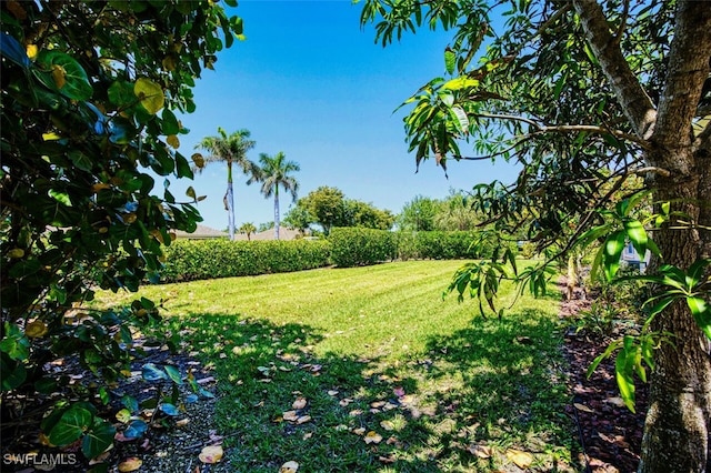5482 Peppertree Dr, Fort Myers, FL 33908 - view of yard