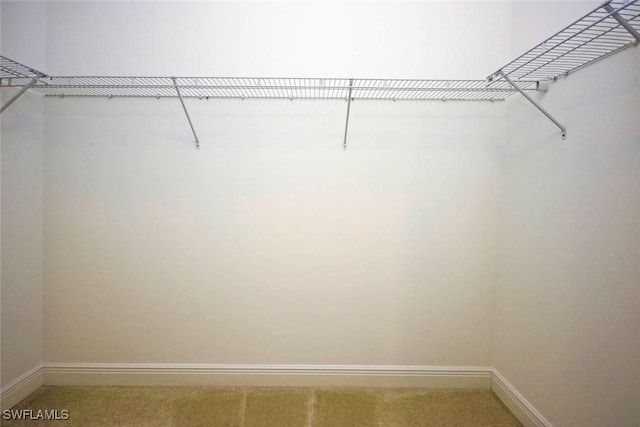 walk in closet featuring light colored carpet
