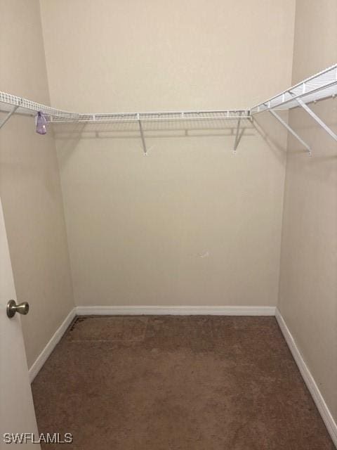 spacious closet featuring carpet flooring