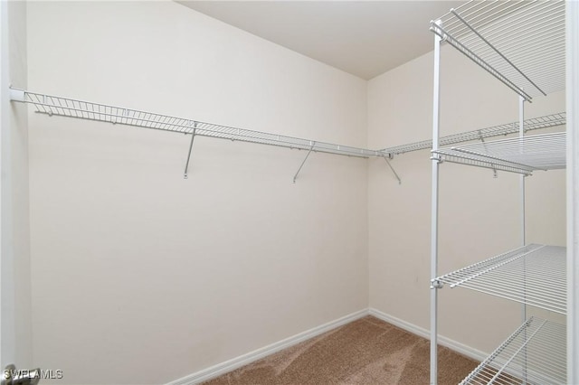 walk in closet with carpet floors