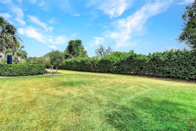 view of grassy yard