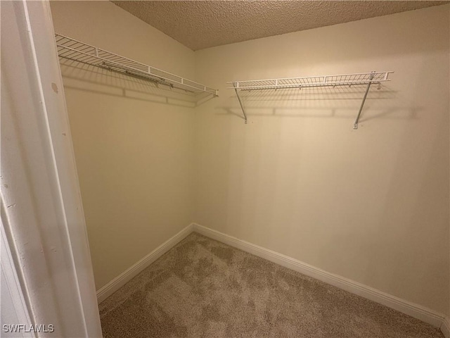 spacious closet featuring carpet