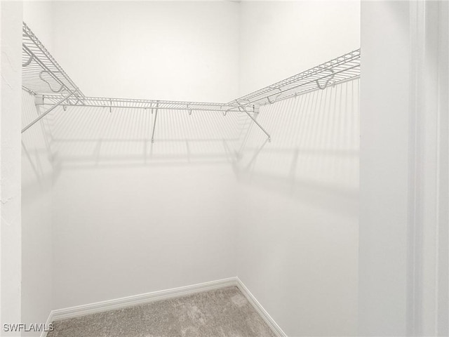 5583 Double Eagle Cir Unit 4141, Ave Maria, FL 34142 - walk in closet with carpet flooring