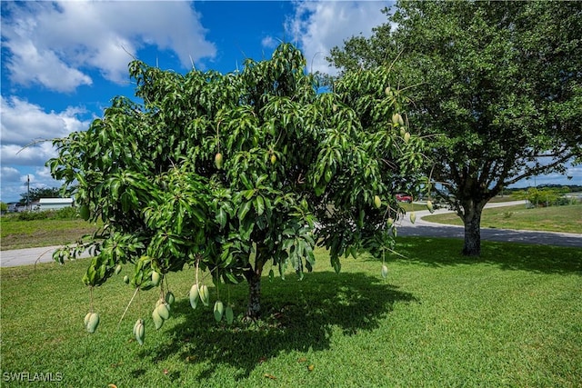 1115 Comet Ave, Labelle, FL 33935 - view of grassy yard