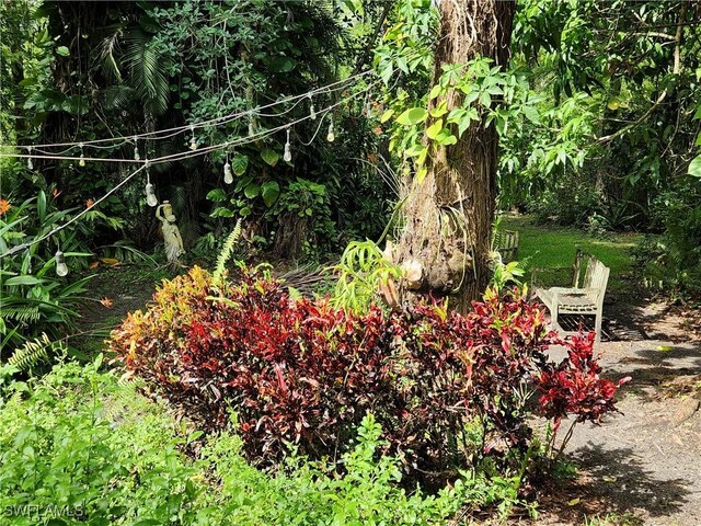 1440 14th Ave NE, Naples, FL 34120 - view of yard