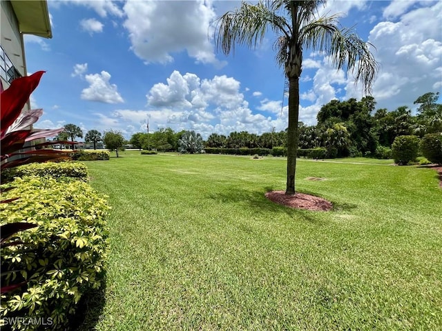331 Joel Blvd Unit 109, Lehigh Acres, FL 33936 - view of green lawn