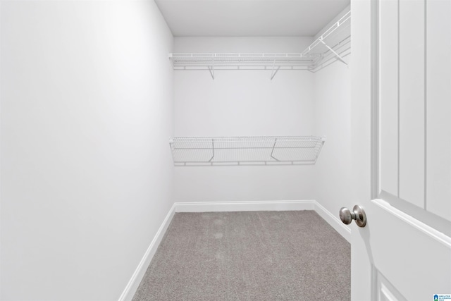 walk in closet with carpet flooring