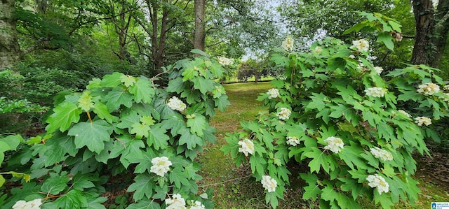 view of local wilderness