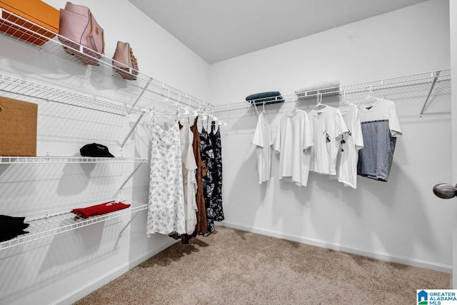 spacious closet featuring carpet